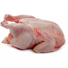 مرغ تازه